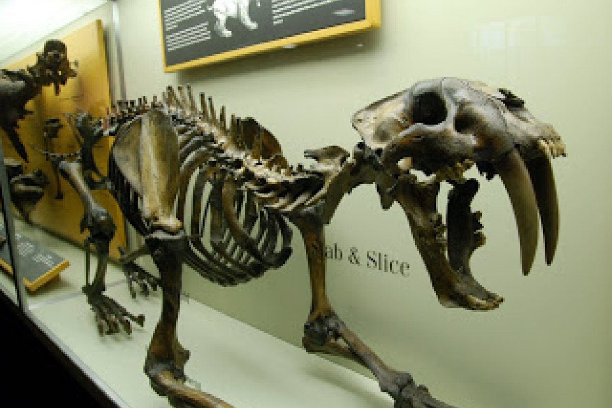 Esqueleto de tigre dentes-de-sabre é vendido por mais de R$ 430 mil em leilão nos Estados Unidos