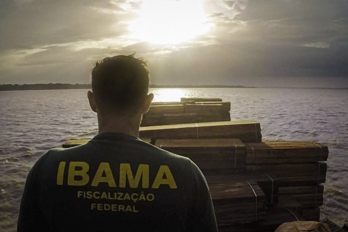 Ibama monitora 100% da exportação de madeira brasileira