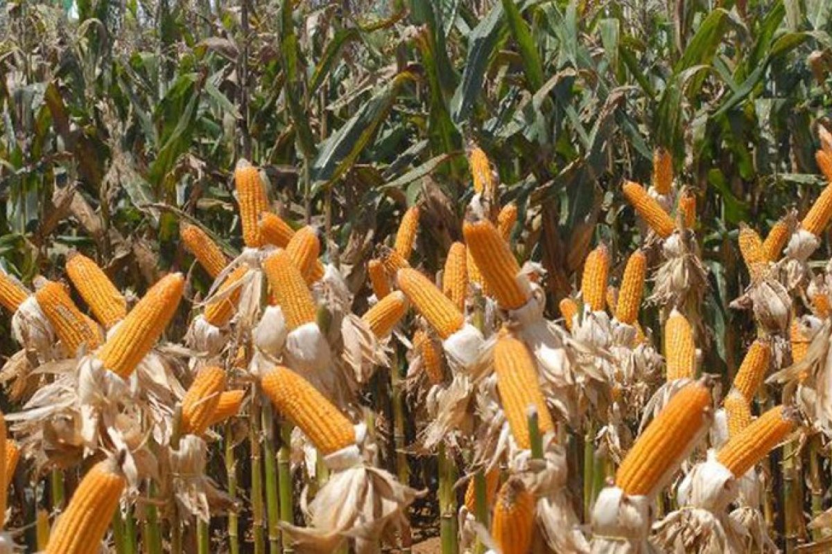 Na safra 2020/2021, Brasil deve colher 265,9 milhões de toneladas de grãos