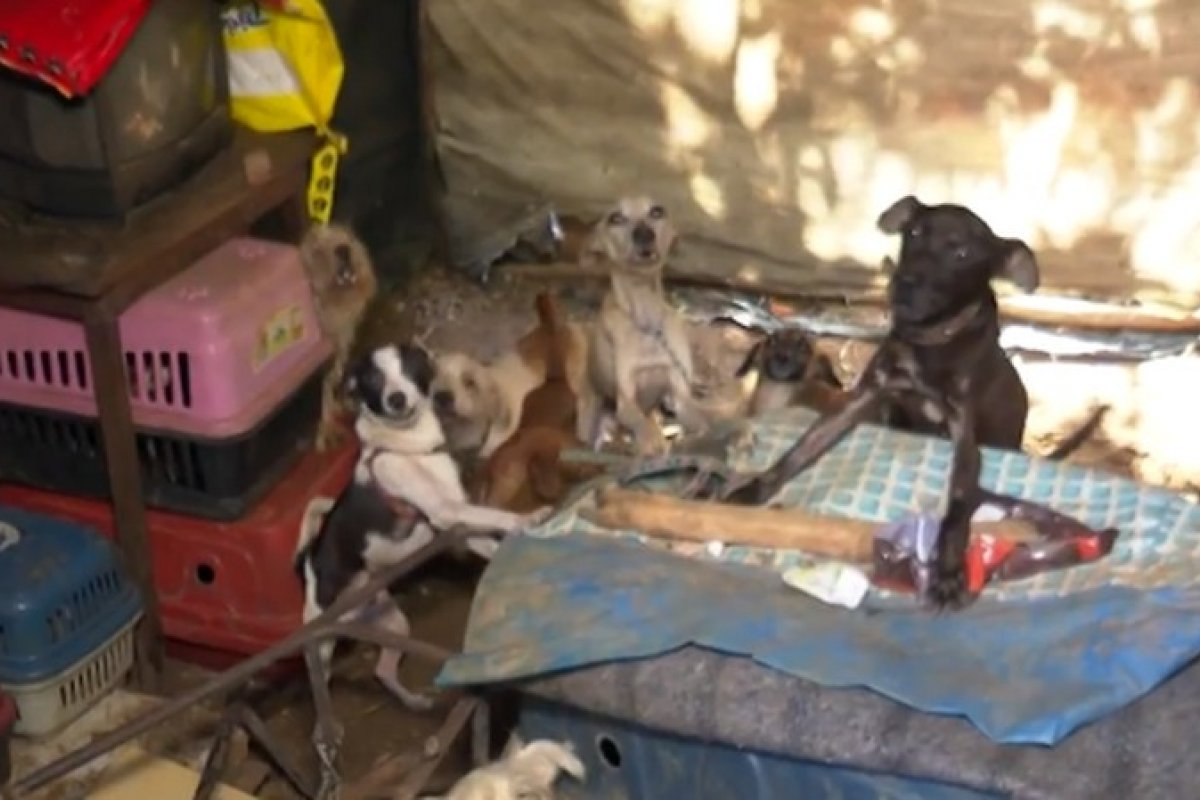 Trinta cães e gatos são resgatados após serem mantidos presos, acorrentados e quase sem alimentação, em Ilhéus
