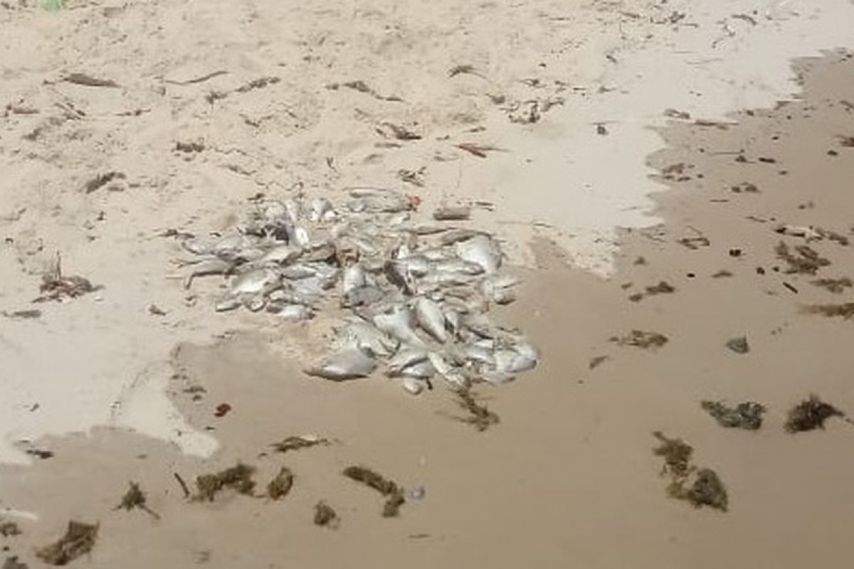 Mortandade de peixes em trechos da Baía de Todos-os-Santos é investigada pelo Inema
