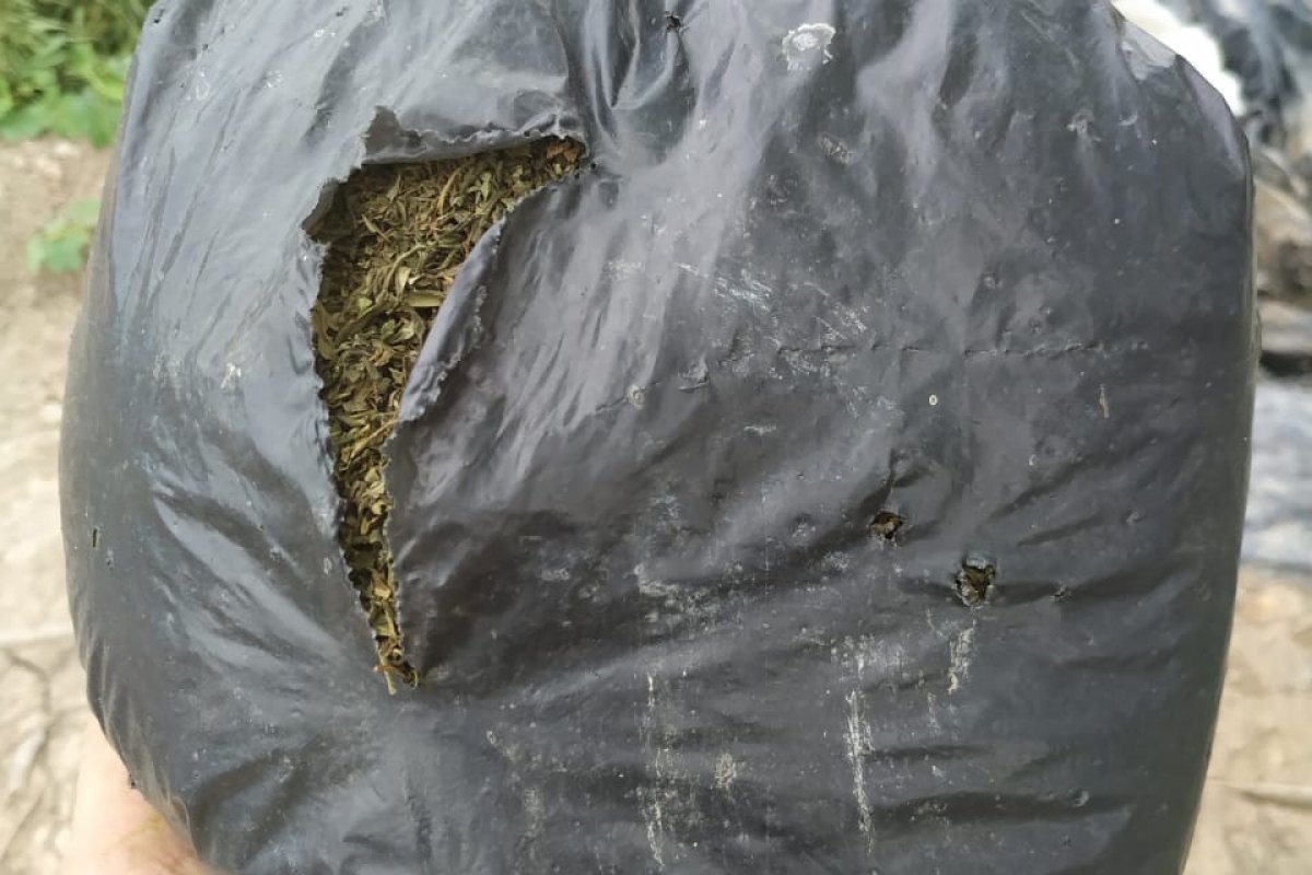 Três roças de maconha são apreendidas em Xique-Xique