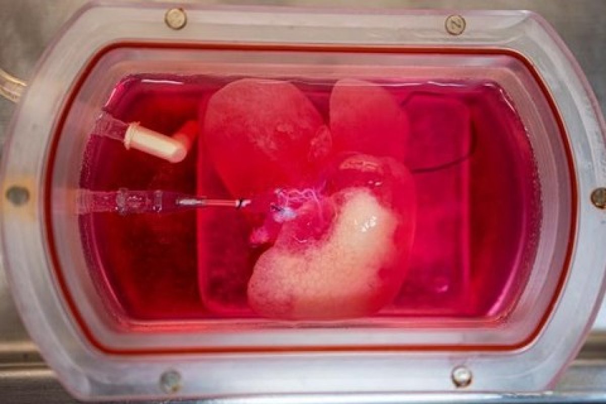 Fígado criado em laboratório dos EUA prolonga vida de roedores cobaias