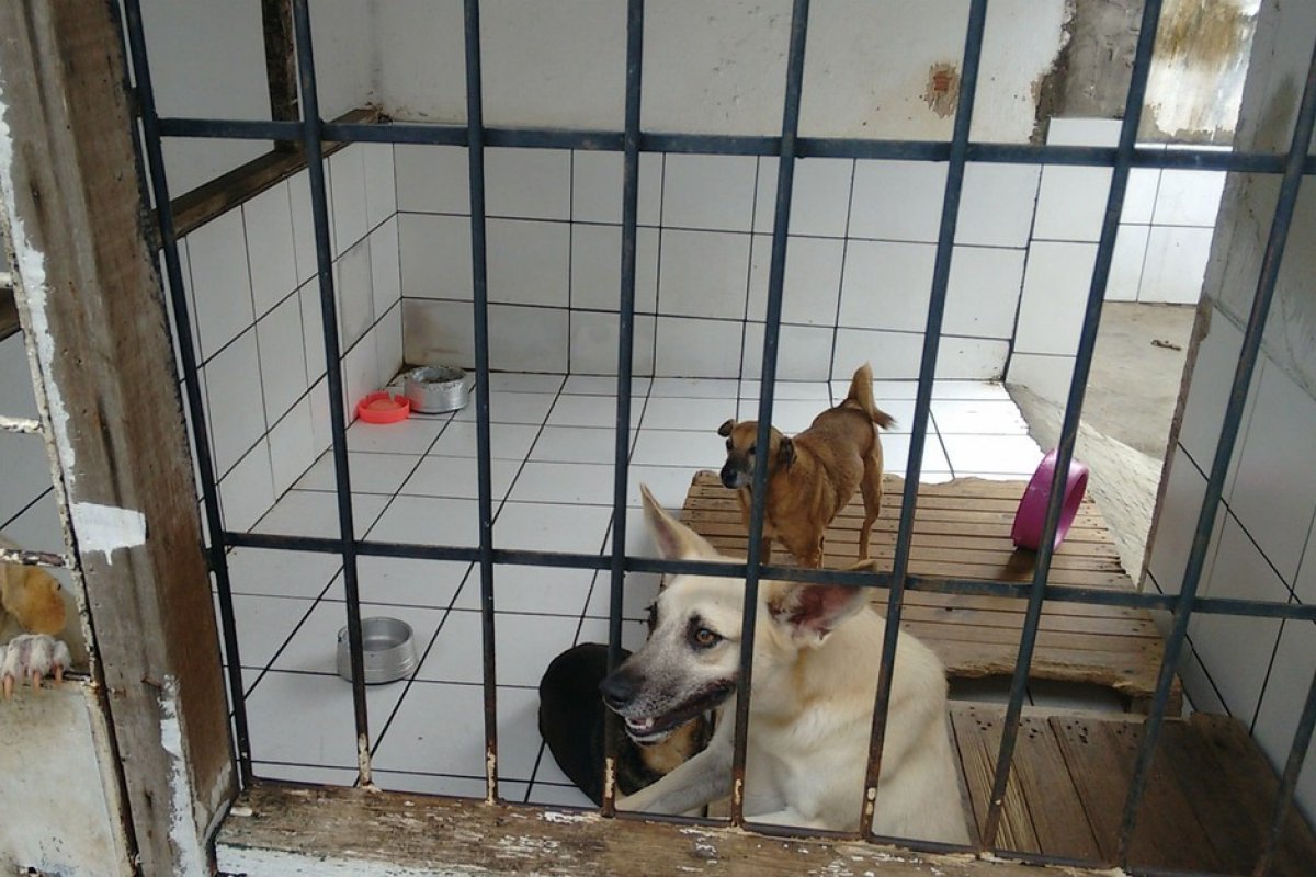 Associação faz campanha para conscientizar população sobre o abandono de animais