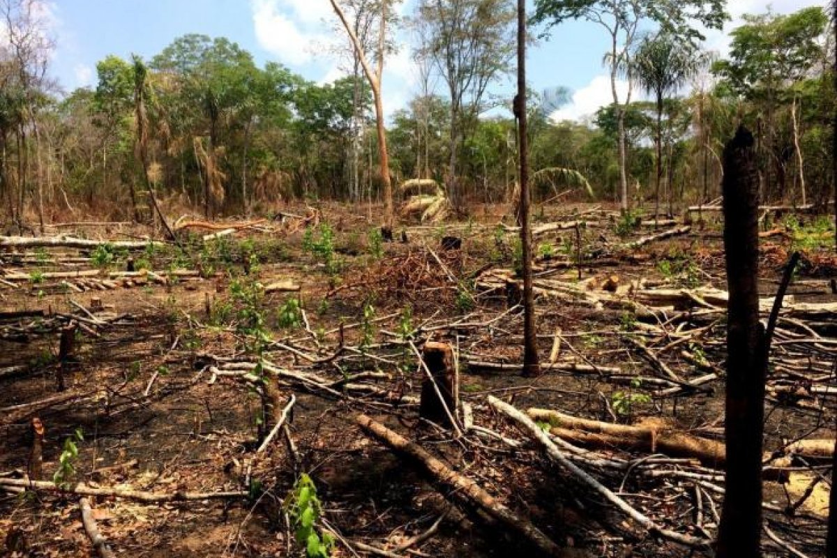 Investigação sobre madeira ilegal no Amazonas revela pressão e ameaça feita por deputado federal