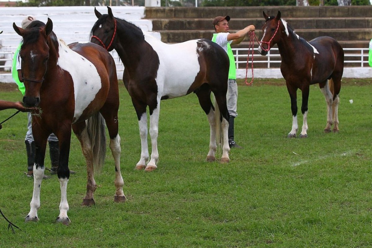 20° edição da Expo Rural deve atrair mais de 100 mil pessoas ao Parque de Exposições