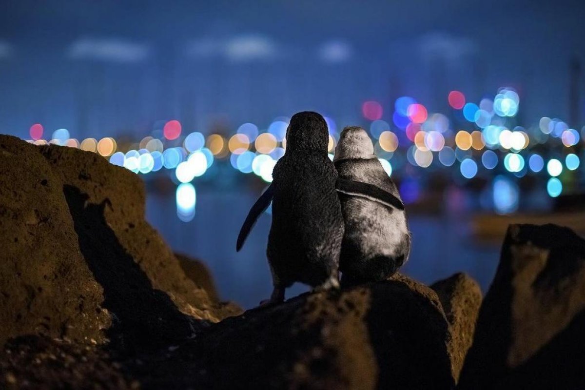 Foto de pinguins viúvos que parecem se confortar é premiada em concurso de fotografias 