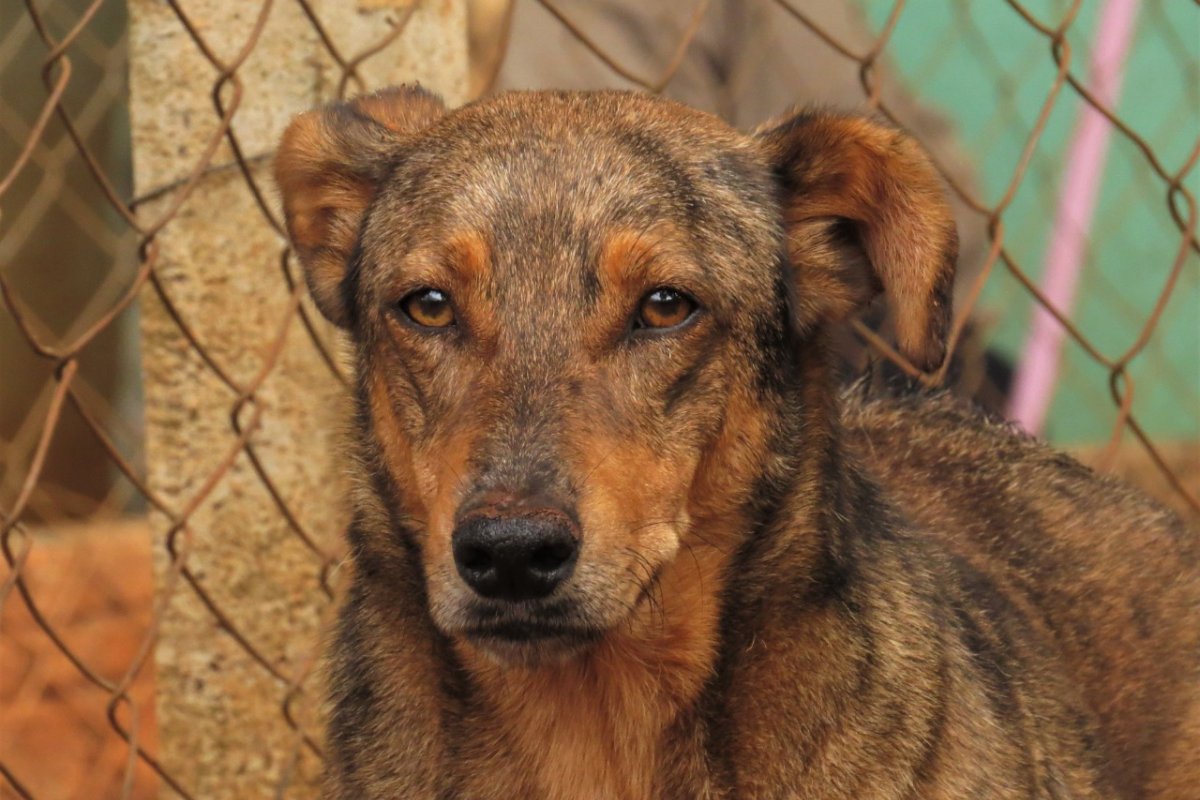 Causa animais e festas de fim de ano