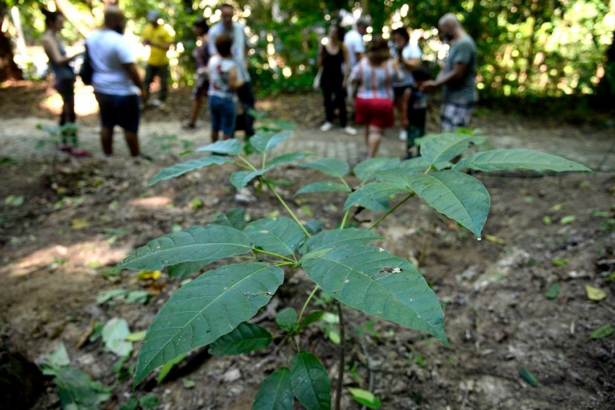 Conservar florestas nativas