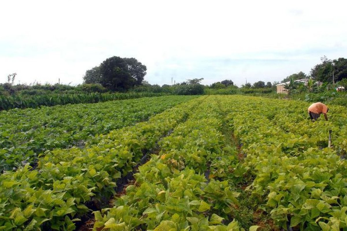 Contratações de crédito rural somaram R$ 16,5 bilhões em julho