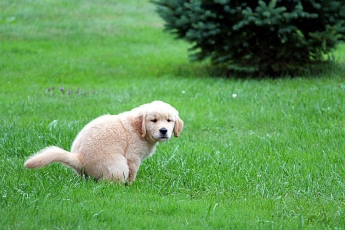 Mulher usa máscara com a qual recolheu fezes do cachorro