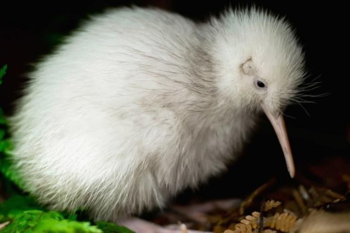 Morre Manukura, ave kiwi que inspirou brinquedos e livro infantil