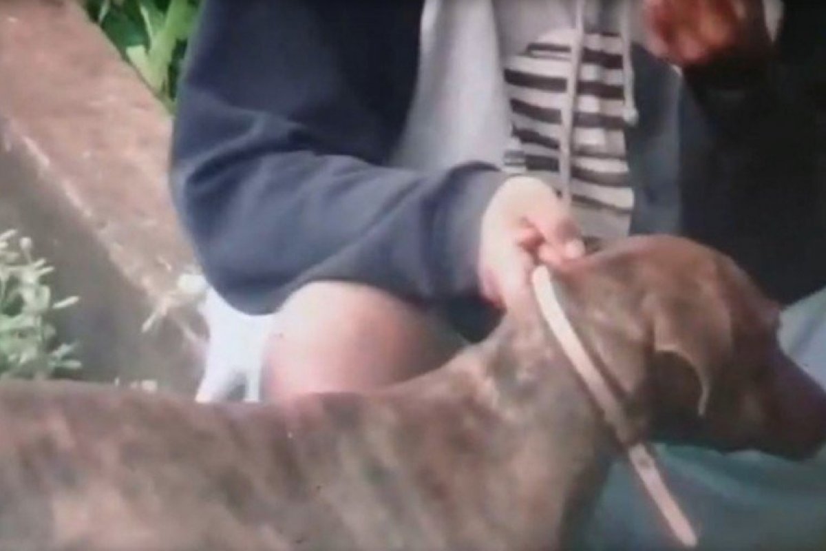 Veja: Homem é flagrado obrigando cachorro a inalar fumaça de maconha