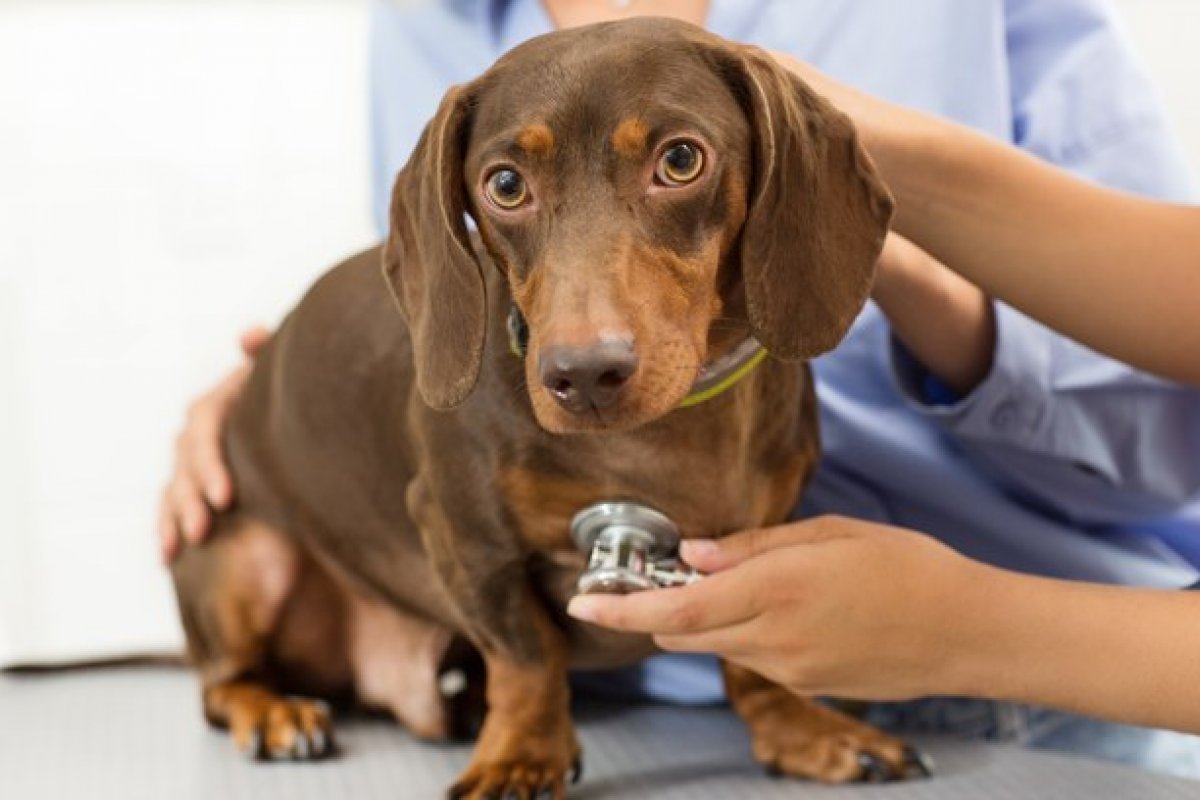 Despesa dos brasileiros com pets aumenta cerca de 10% em um ano