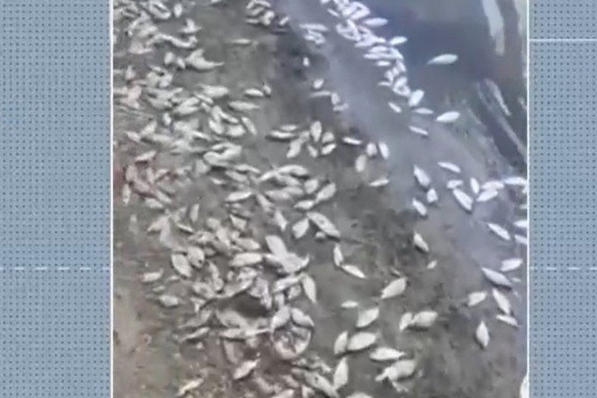 Peixes são encontrados mortos às margens de açude em Alagoinhas