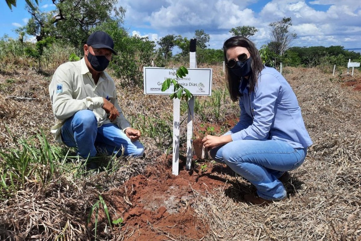 Áreas de mata atlântica vão receber uma árvore para cada vítima de Covid-19 no Brasil