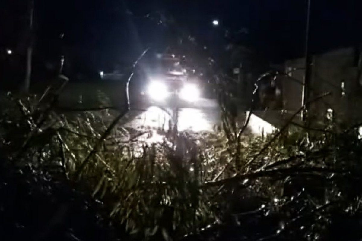 Ventania derruba árvores e causa transtornos em Barreiras