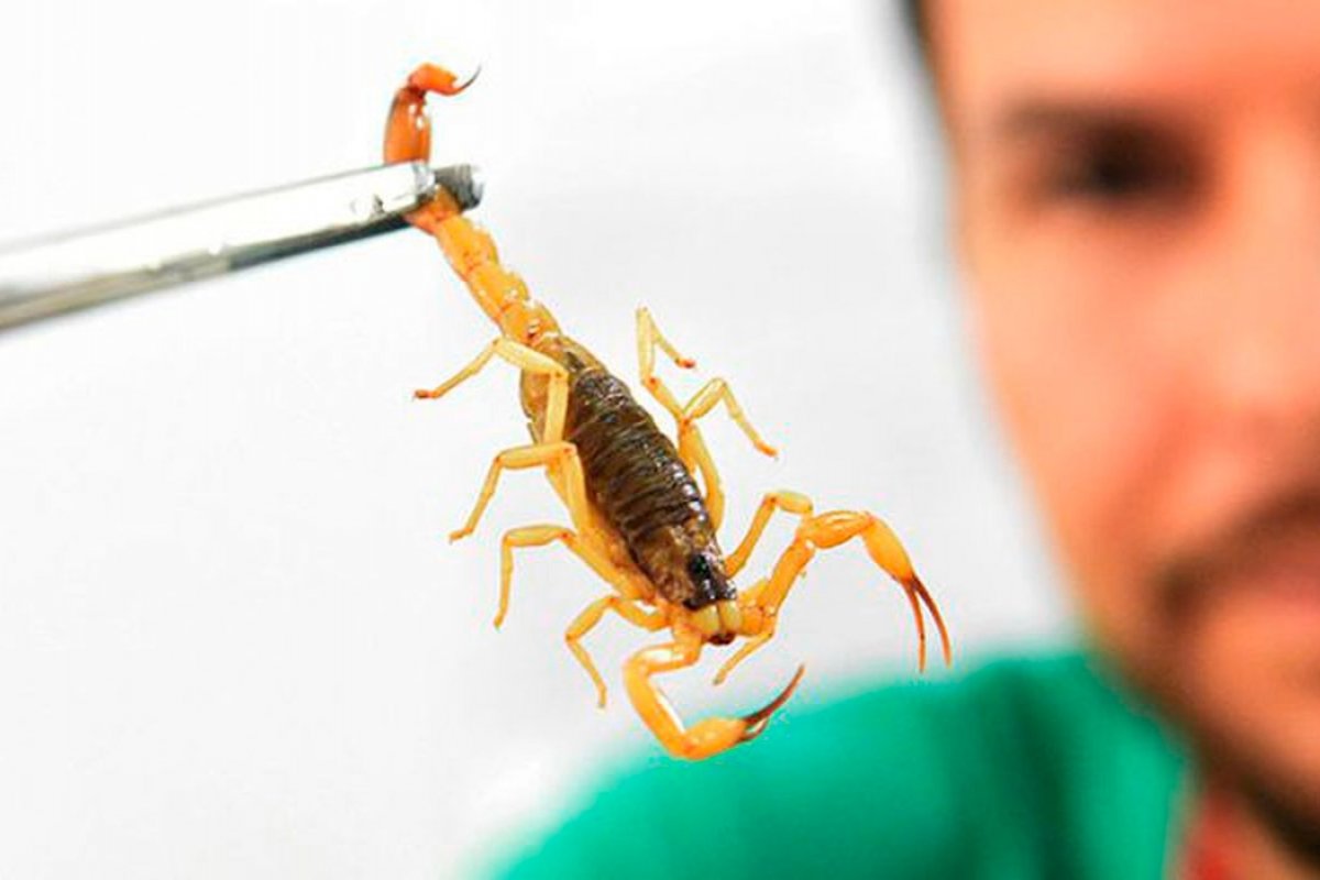 Maior incidência no verão