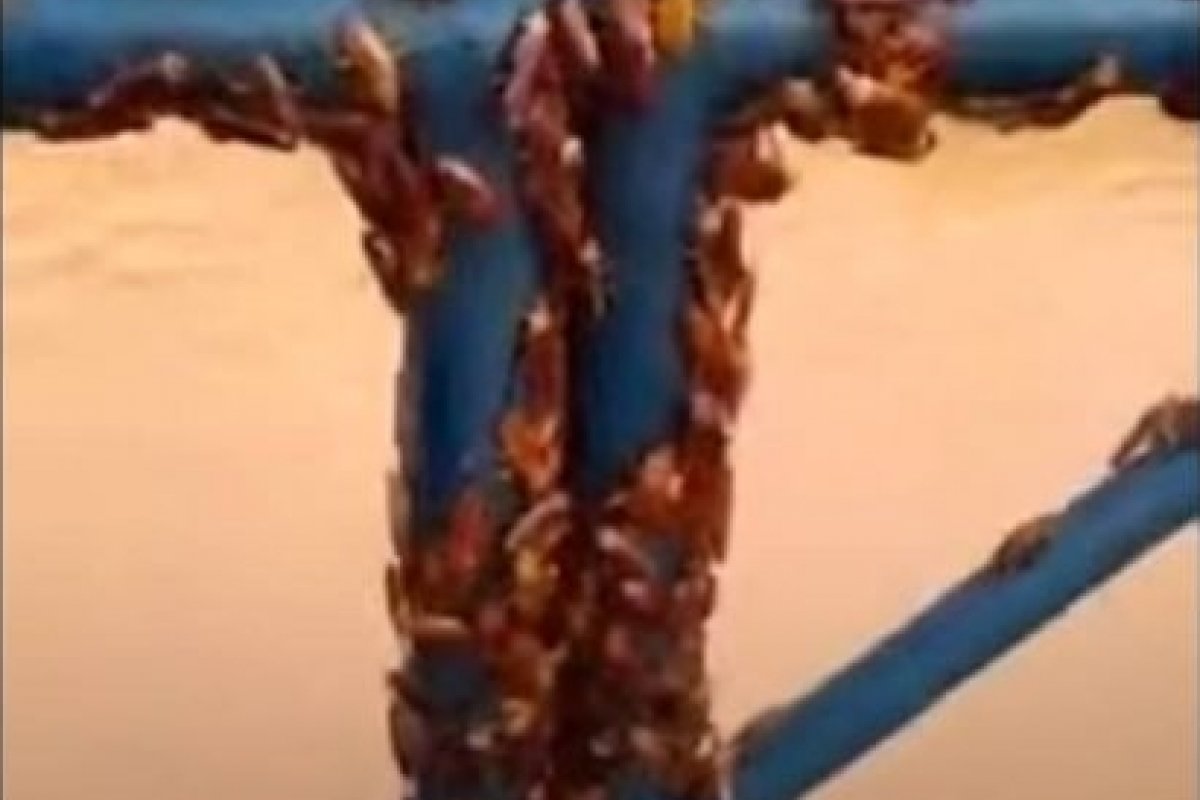 Vídeo: Baratas tomam conta de cidade em Minas Gerais após temporal