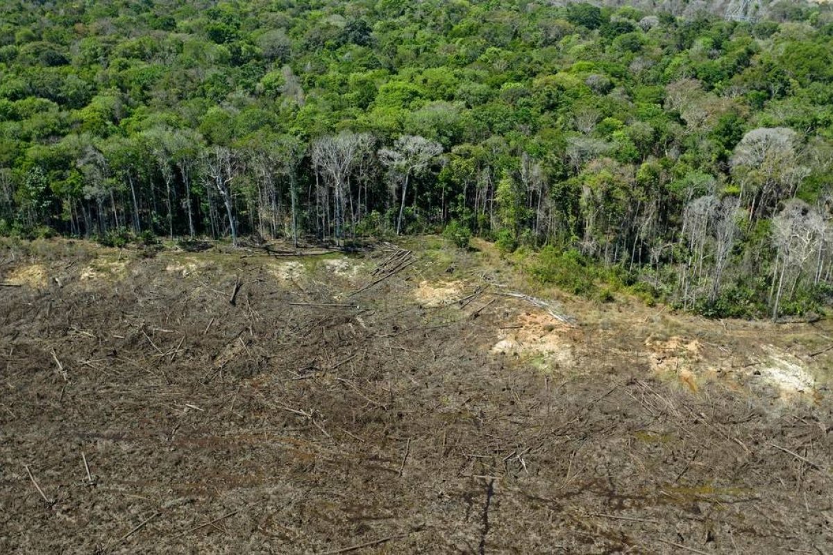 Desmatamento na Amazônia cresceu 14% em dezembro, aponta Inpe