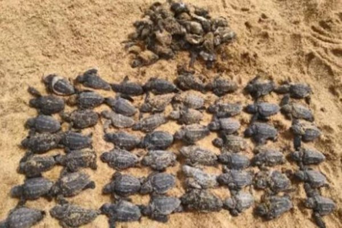 Quase 90 filhotes de tartaruga são mortos no ES após carros atropelarem ninho