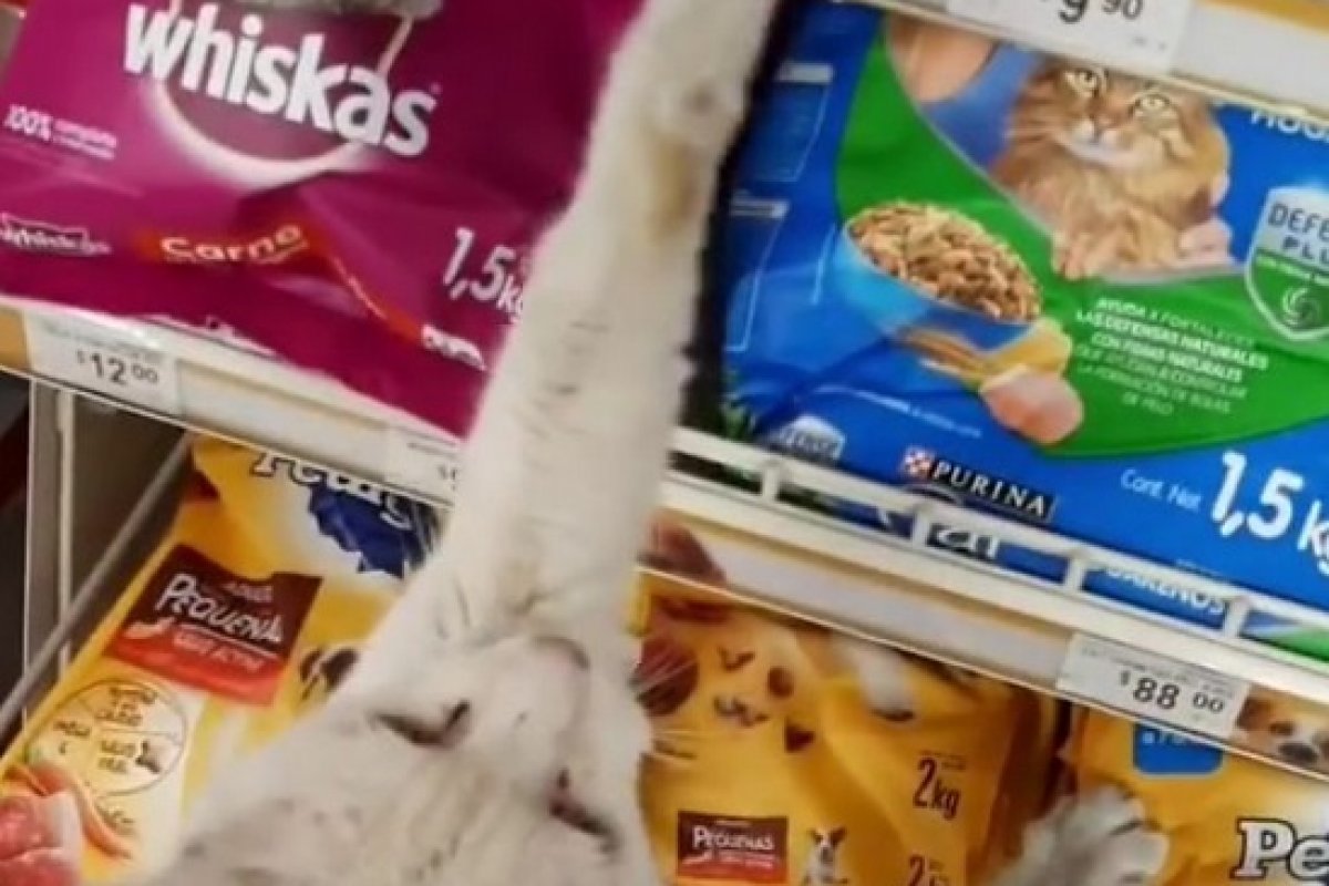 Vídeo: Final feliz: após fazer mulher segui-lo até sessão de ração, gato é adotado