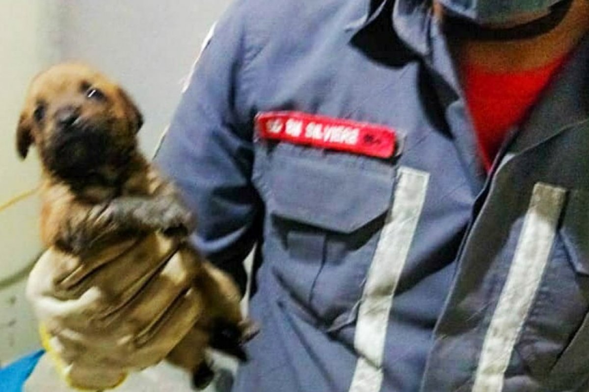 Filhote de cachorro é resgatado após ficar preso em tubulação de uma casa