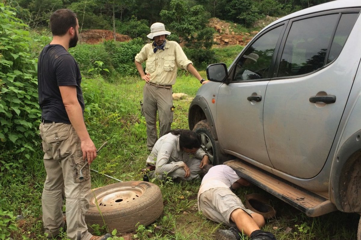 Pneu furado em estrada do PI leva a descoberta de réptil inédito