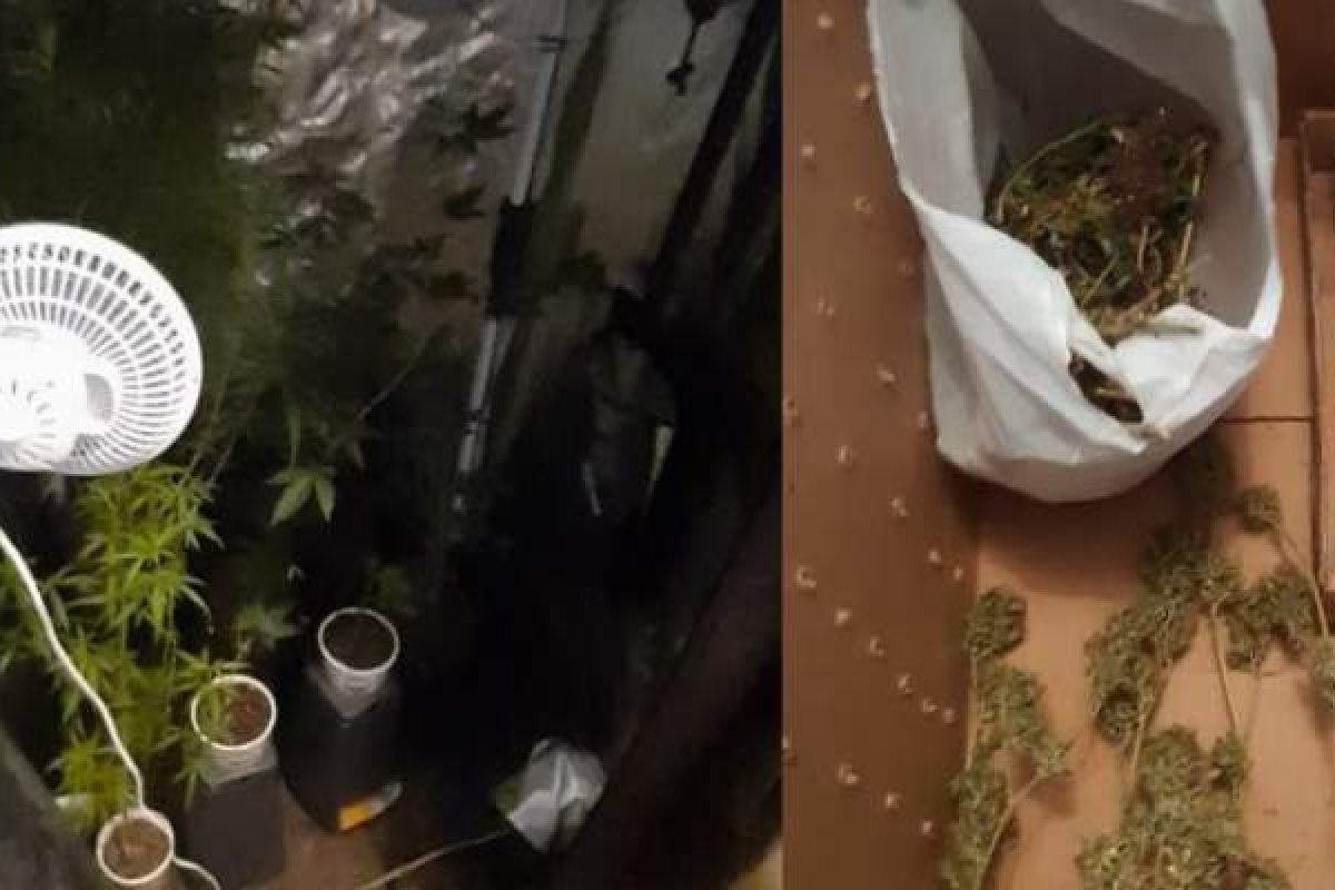 Homem é preso após ser flagrado com pés de maconha dentro de casa