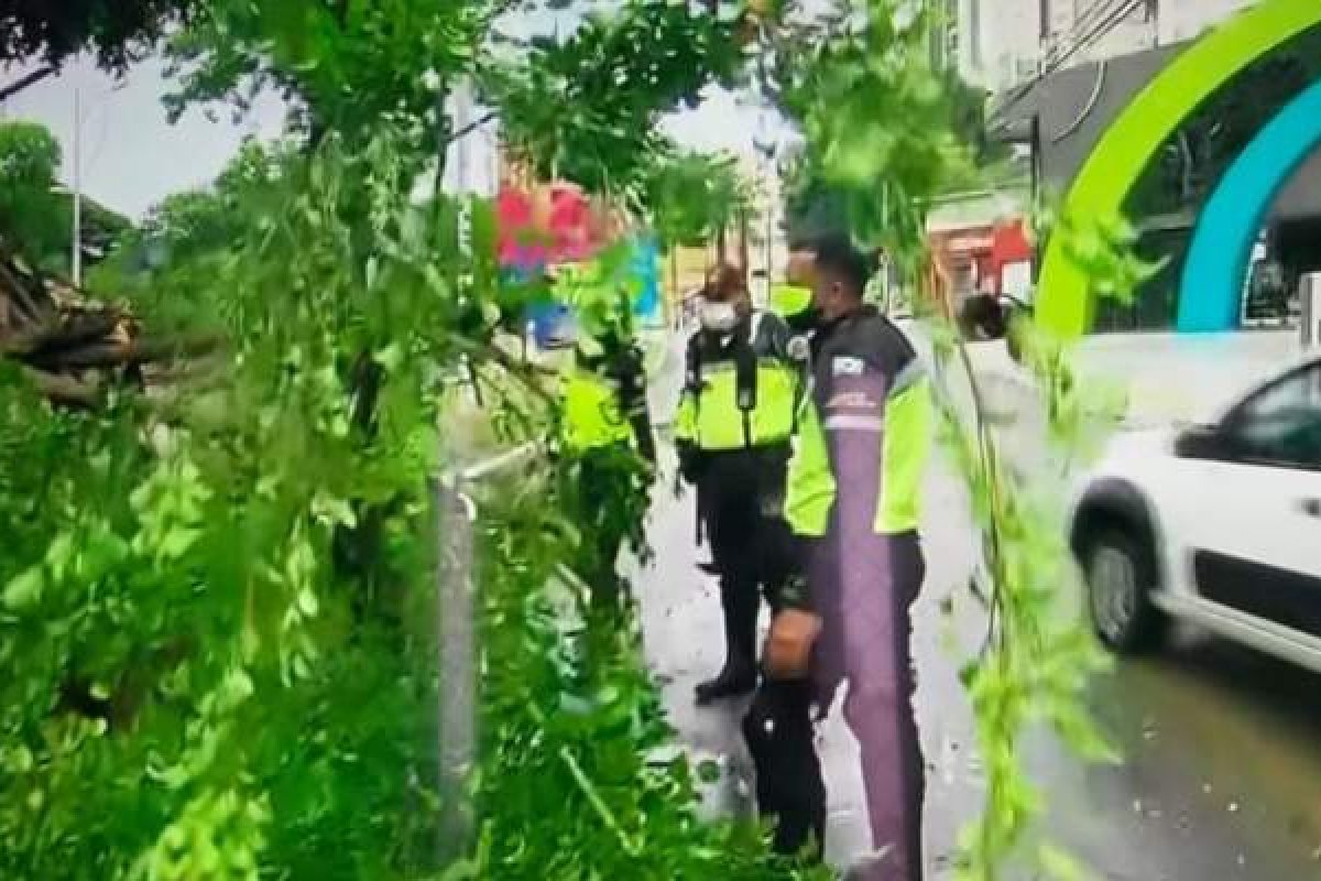 Madrugada com chuva deixa árvore caída na Avenida Centenário, em Salvador