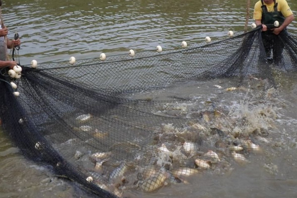 Ministério da Agricultura suspende pesca autorizada por ministro Nunes Marques