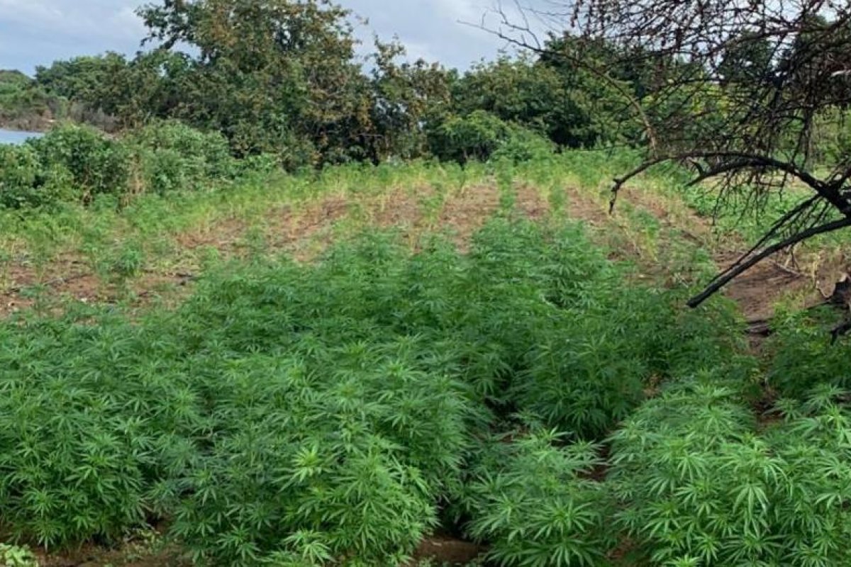 PM erradica 120 mil pés de maconha encontrados no norte da Bahia