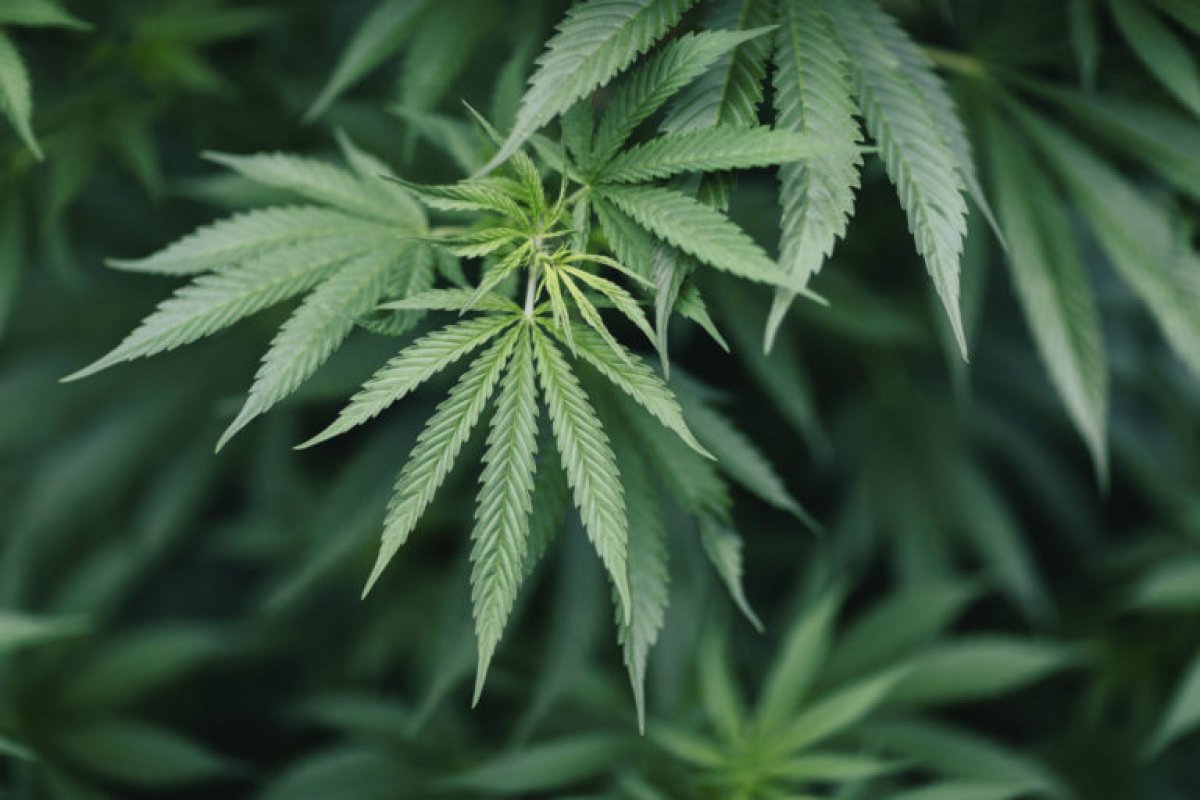 Nos EUA, ONG oferece maconha para quem se vacinar contra Covid-19