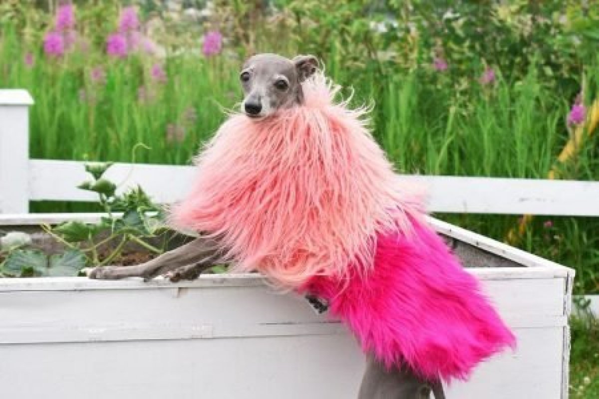 Descrita como um ícone gay, cachorrinha faz sucesso na web com looks extravagantes