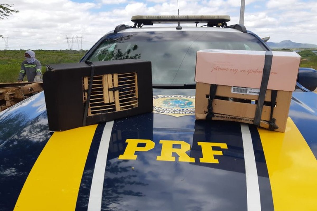 PRF-BA resgata mais de dez aves silvestres durante operação de combate a crimes ambientais