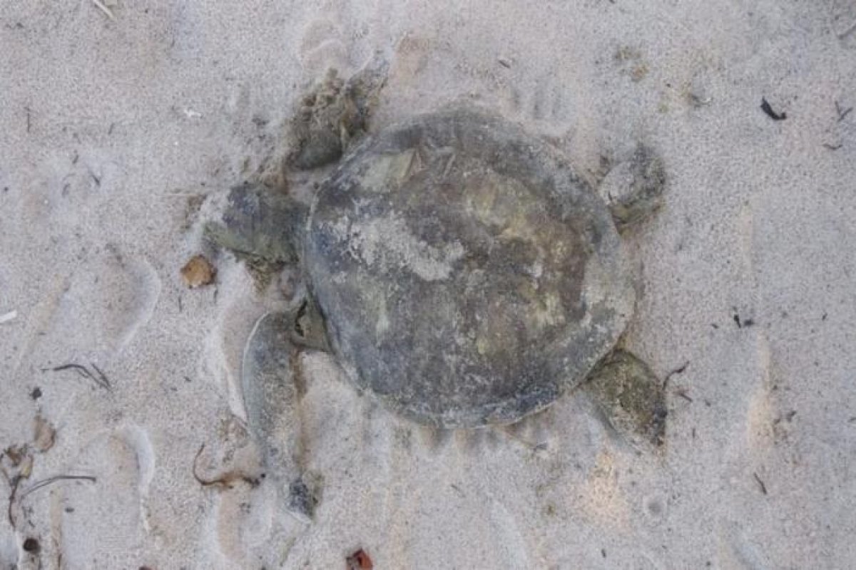 Tartarugas marinhas são encontradas mortas em praias de Ilhéus