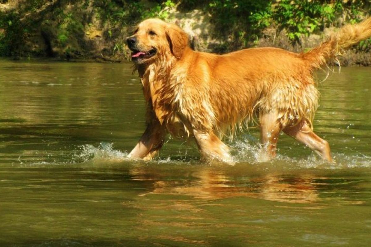 Dermatite em cães fica mais grave durante o verão, diz especialista
