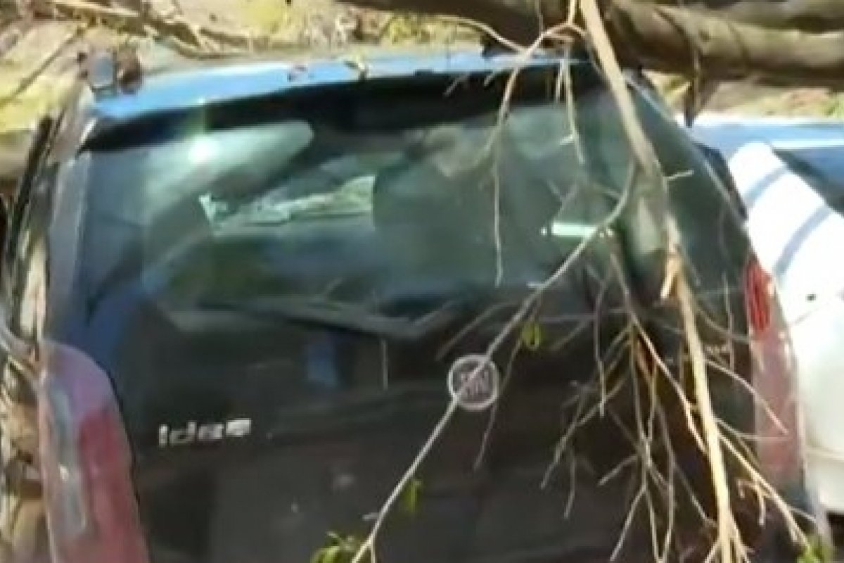 Seis carros são atingidos por árvore e trânsito fica lento na Av. Juracy Magalhães Junior, em Salvador