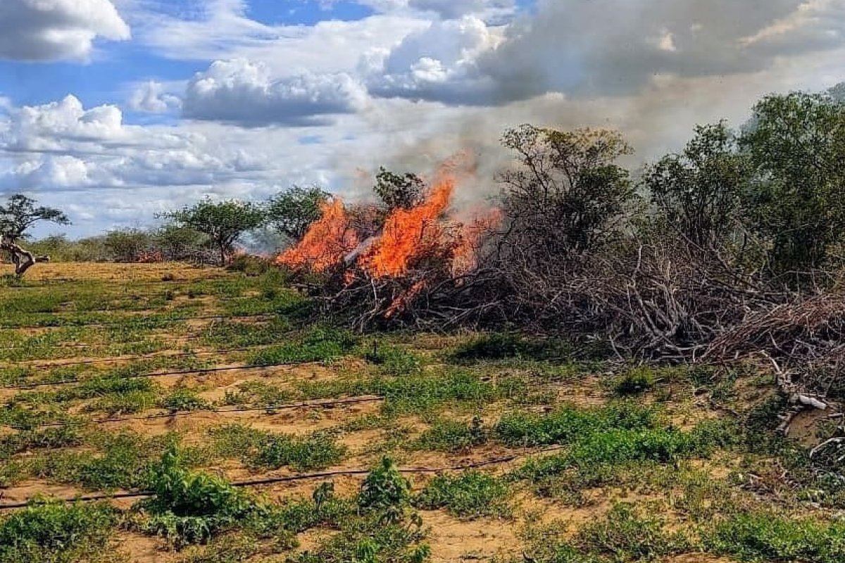 PM incinera 30 mil pés de maconha no norte da Bahia