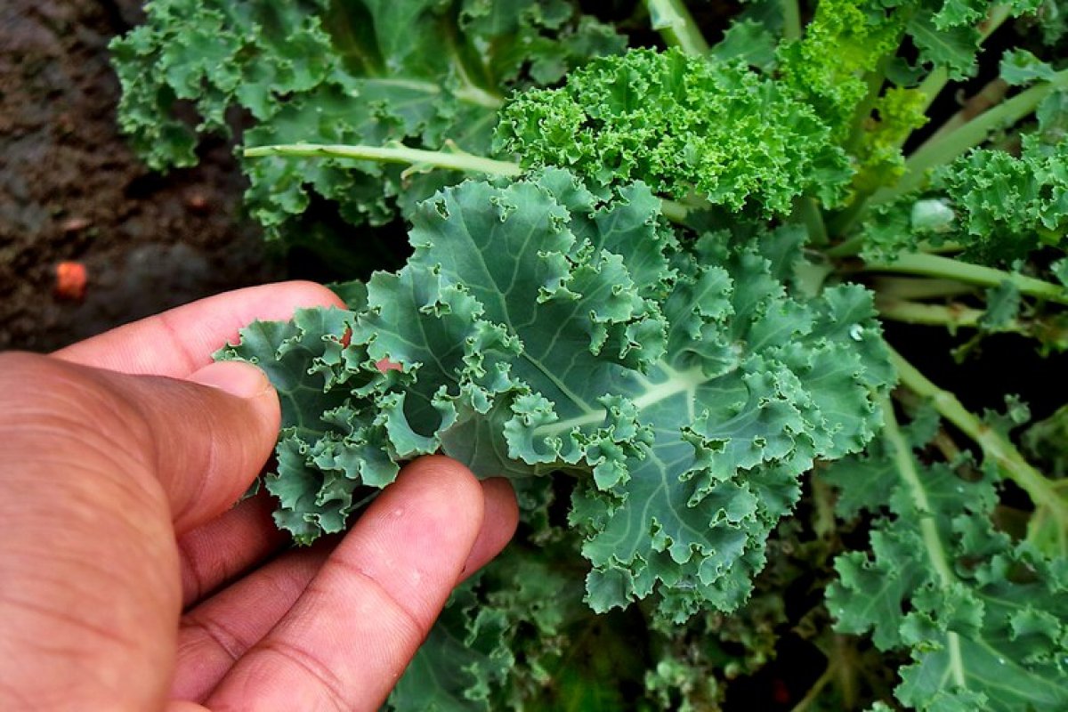 Normativas sustentáveis na agricultura