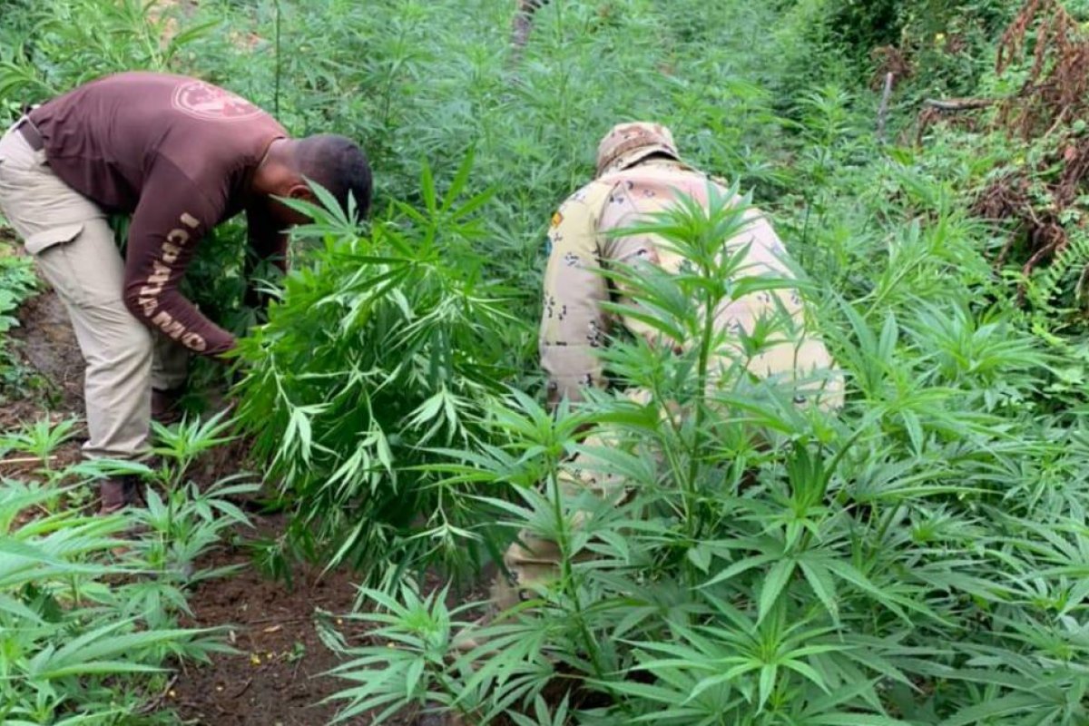 Mais de 400 mil pés de maconha são incinerados pela PM no norte da Bahia