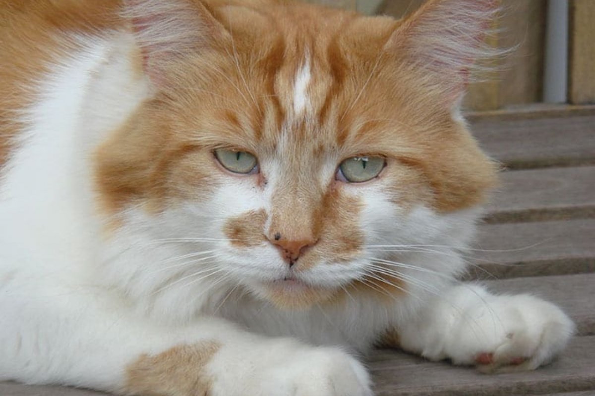 Comportamento: como o envelhecimento afeta os gatos