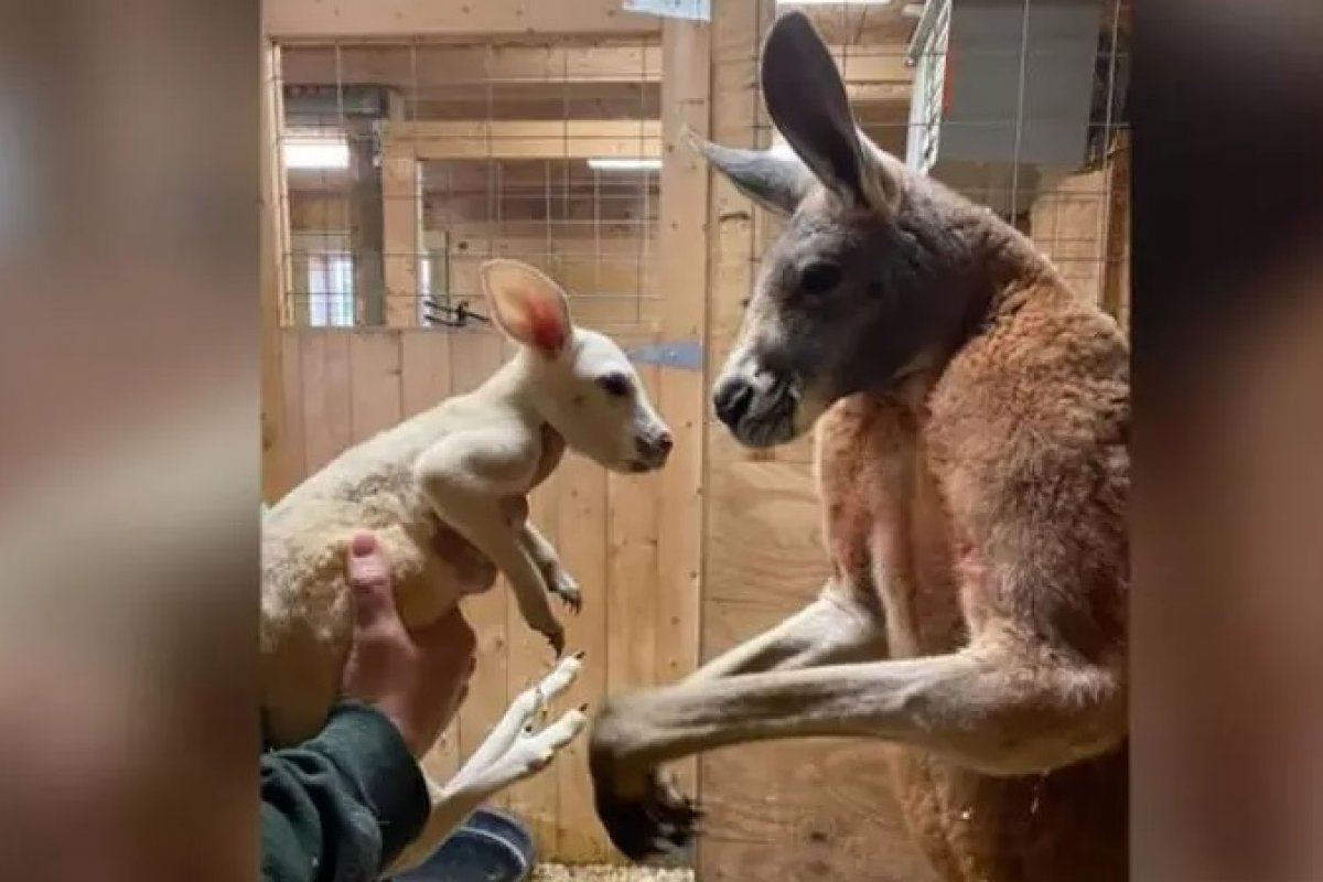 Canguru branco raro nasce em zoológico de NY