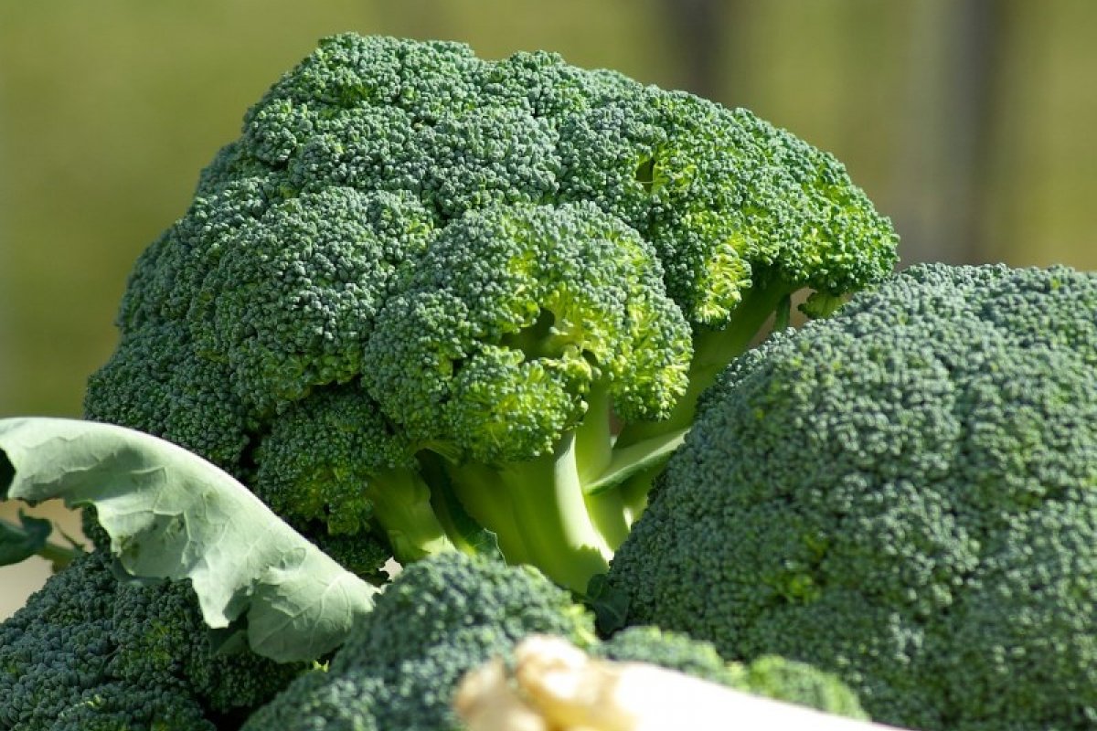 Estudo comprova que brócolis tem molécula que bloqueia tumores cancerígenos