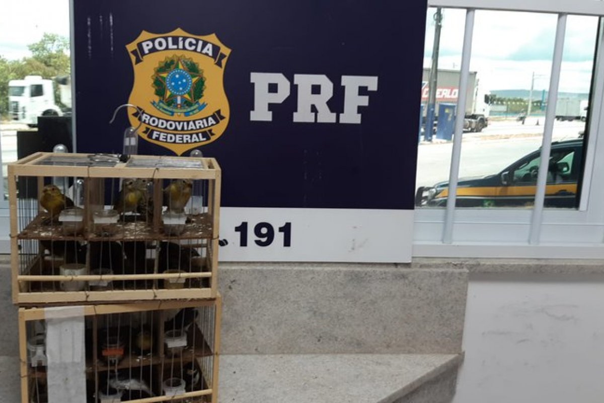PRF-BA resgata quase 20 pássaros silvestres em ações na BR 116