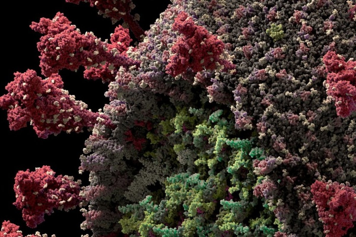 EUA confirma primeiro caso de infecção pela variante do novo coronavírus