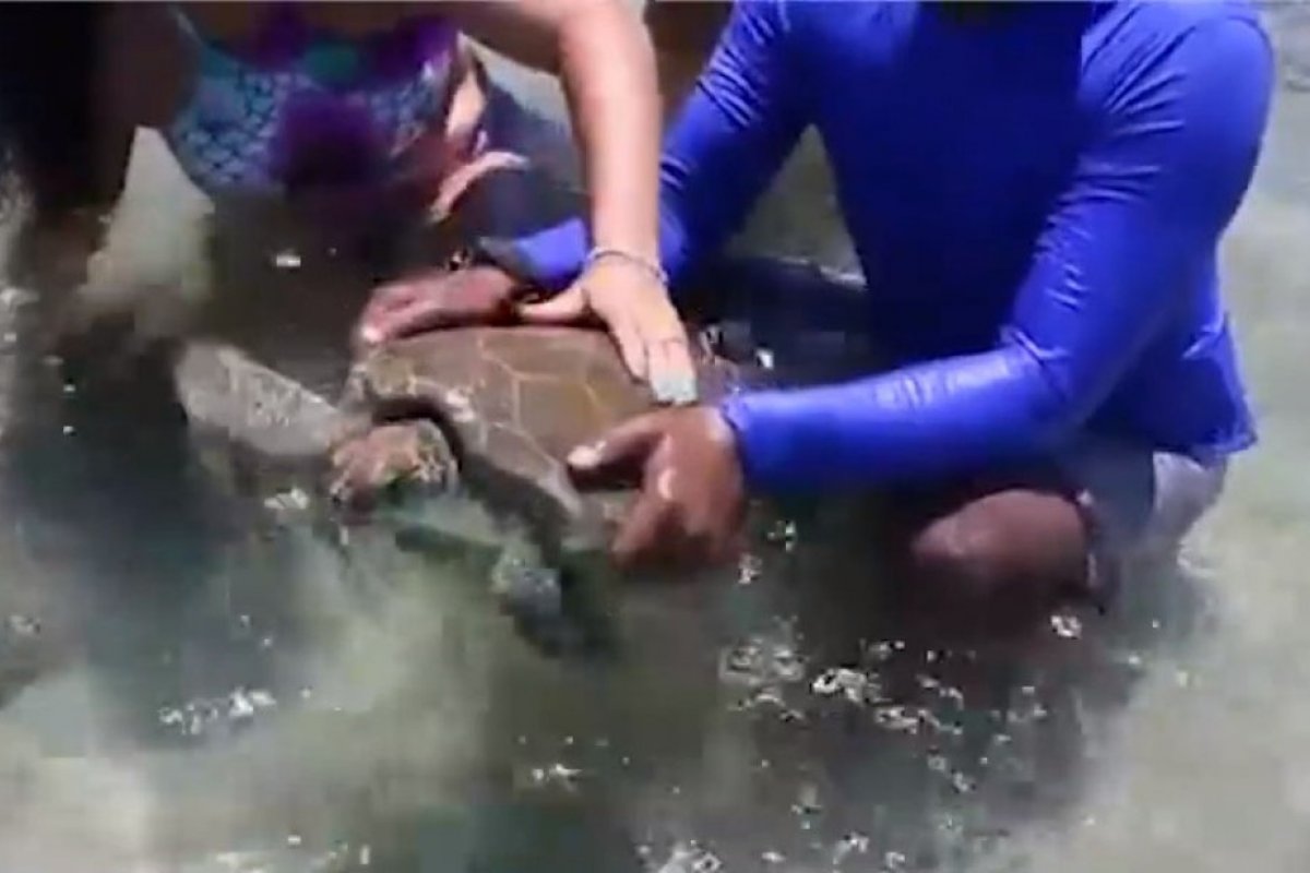 Turistas capturam tartarugas marinhas para fazer 'selfies' em área de proteção na Bahia