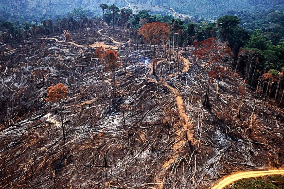 Pesquisa da Oxford e ONU aponta que 6 em cada 10 brasileiros defendem proteção da floresta como medida contra mudanças do clima