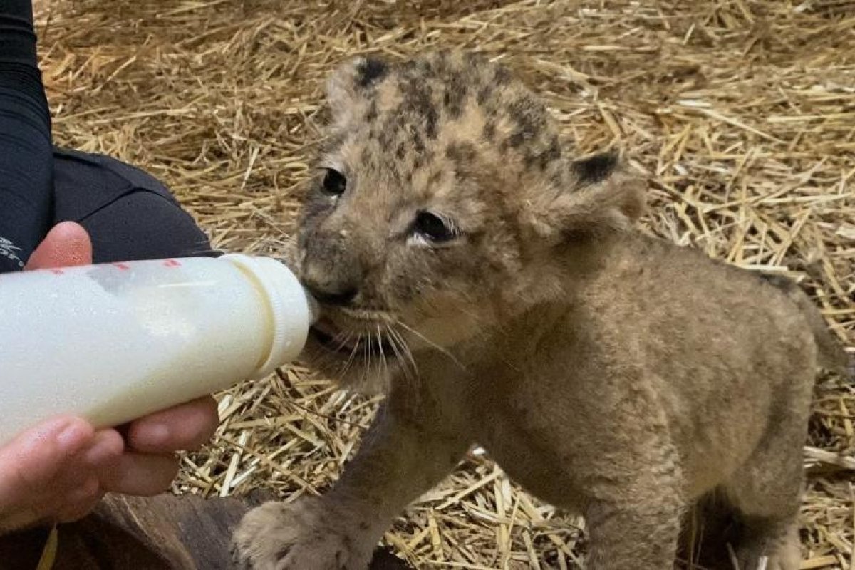 Filhote de leão chamado Simba nasce de inseminação artificial após o pai Musafa morrer
