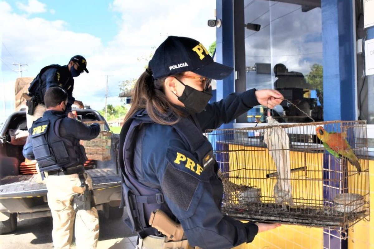 Mais de 3,5 mil animais silvestres foram resgatadas pela PRF-BA em 2020